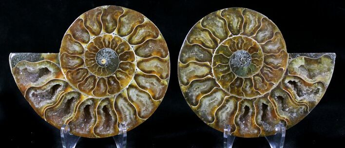 Polished Ammonite Pair - Million Years #21625